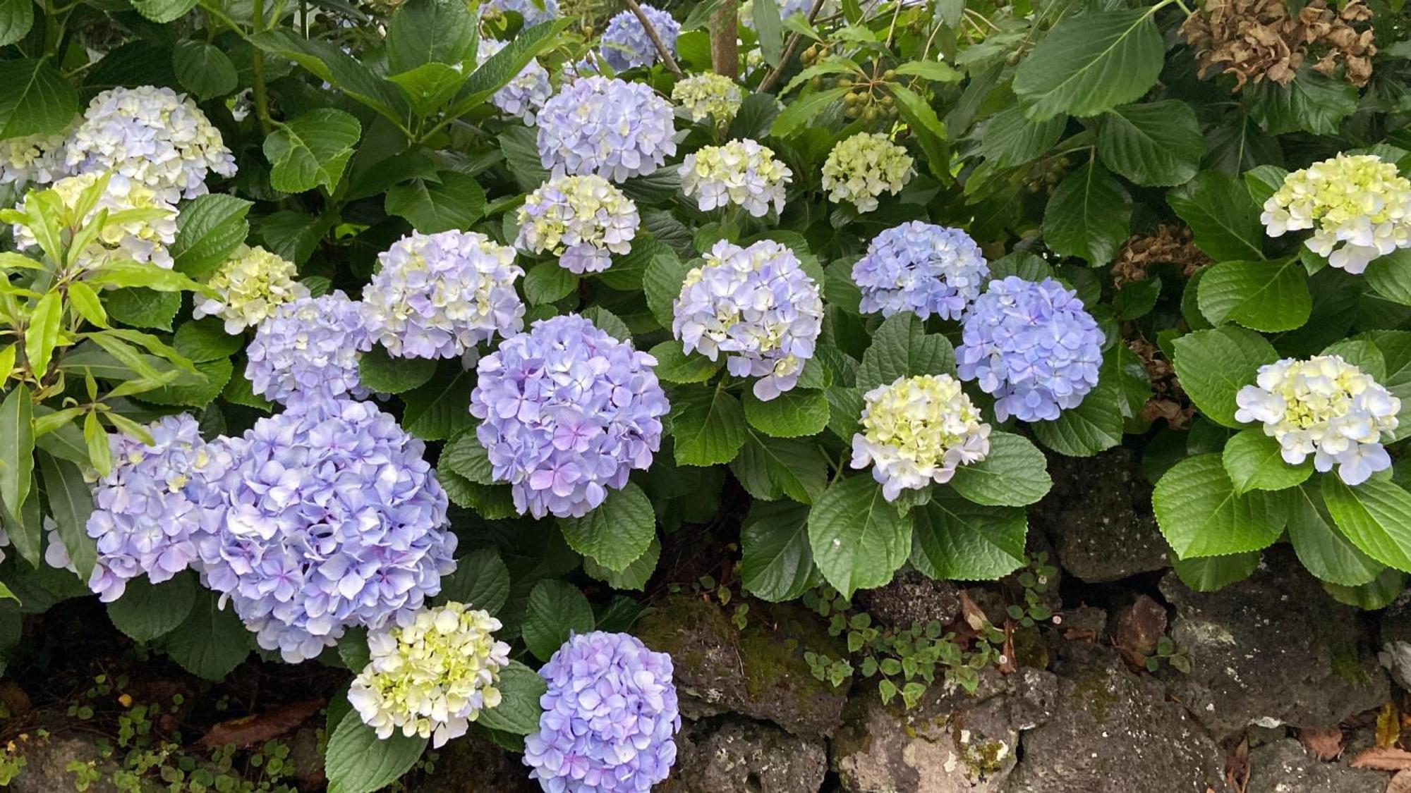 Casa Azul Terceira Island Azores Fonte do Bustardo 외부 사진